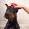 Zoomgroom