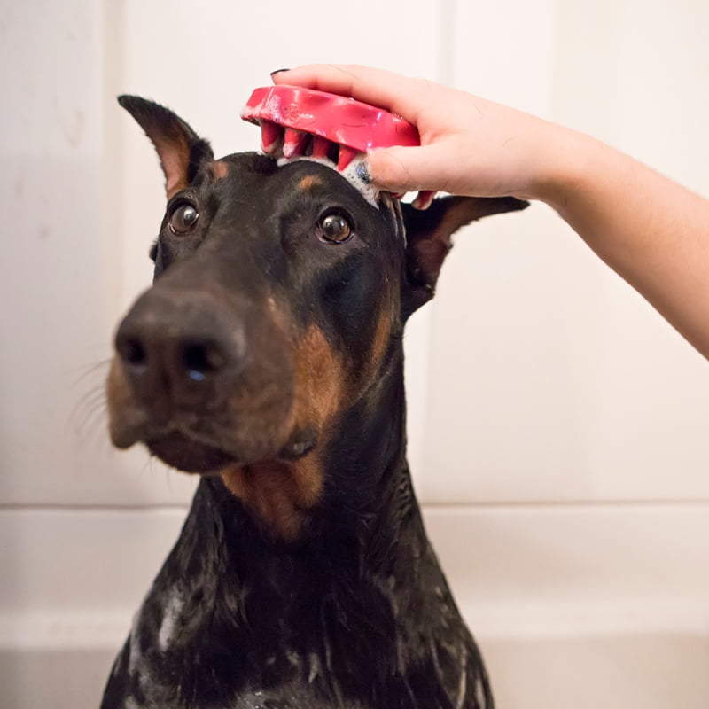 Zoomgroom