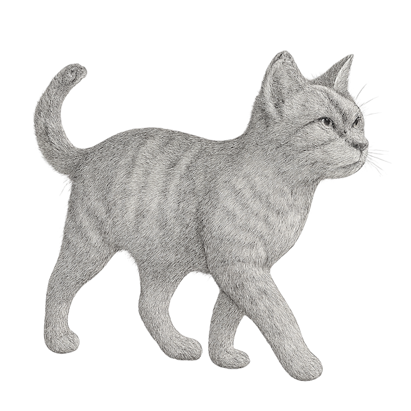 cat with transparent background